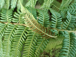 P3260126a